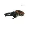 Stator alternateur PIAGGIO VESPA GTS 250 2005-2014 Stator alternateur PIAGGIO VESPA GTS 250 2005-2014