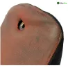 Selle MBK DT 50 R 2003-2006 XLIMIT