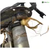 Pompe a essence SUZUKI TL 1000 S 1997-2001
